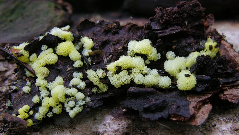 Ceratiomyxa poroides.